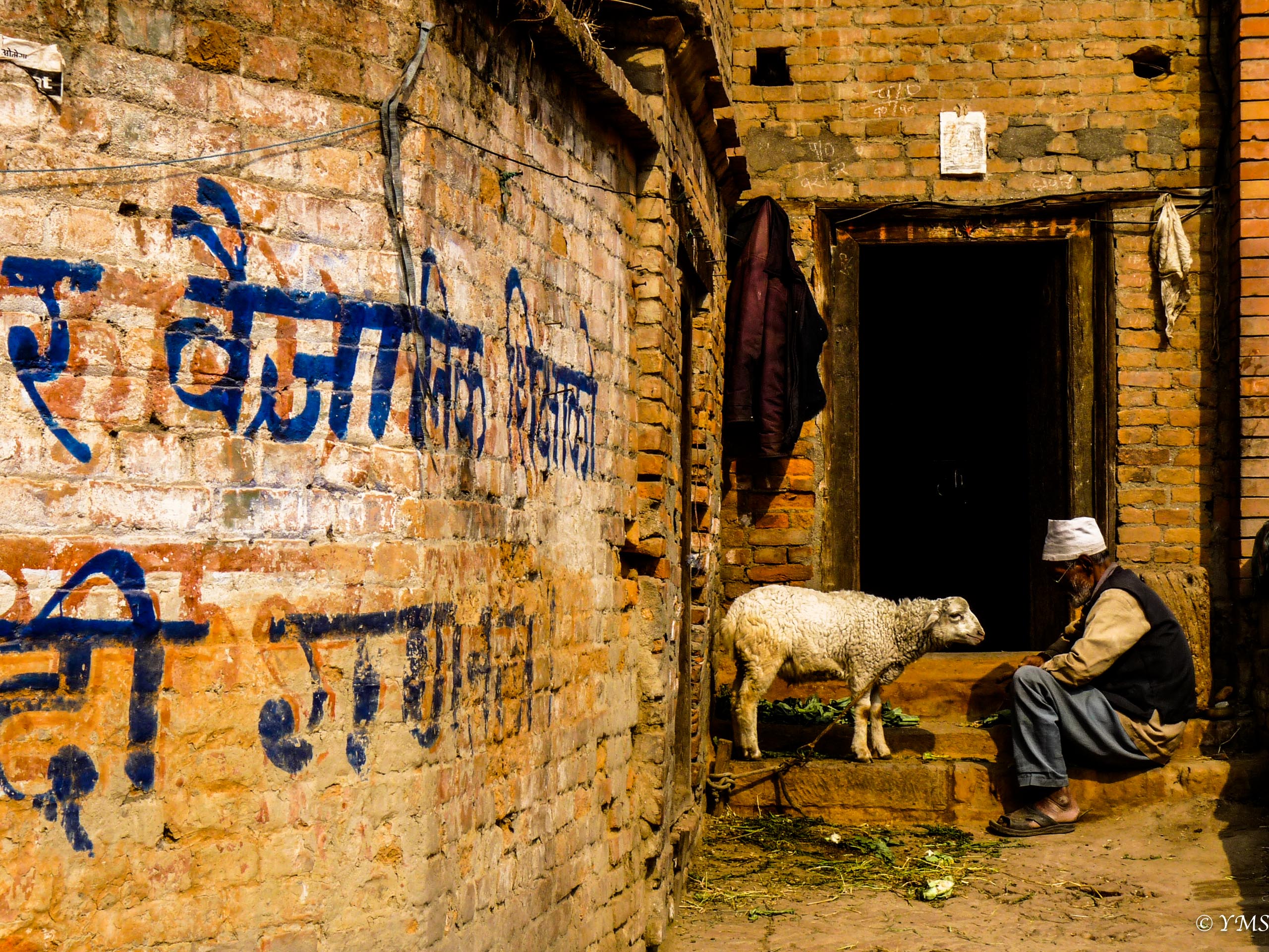 Nepal - Man & his sheep