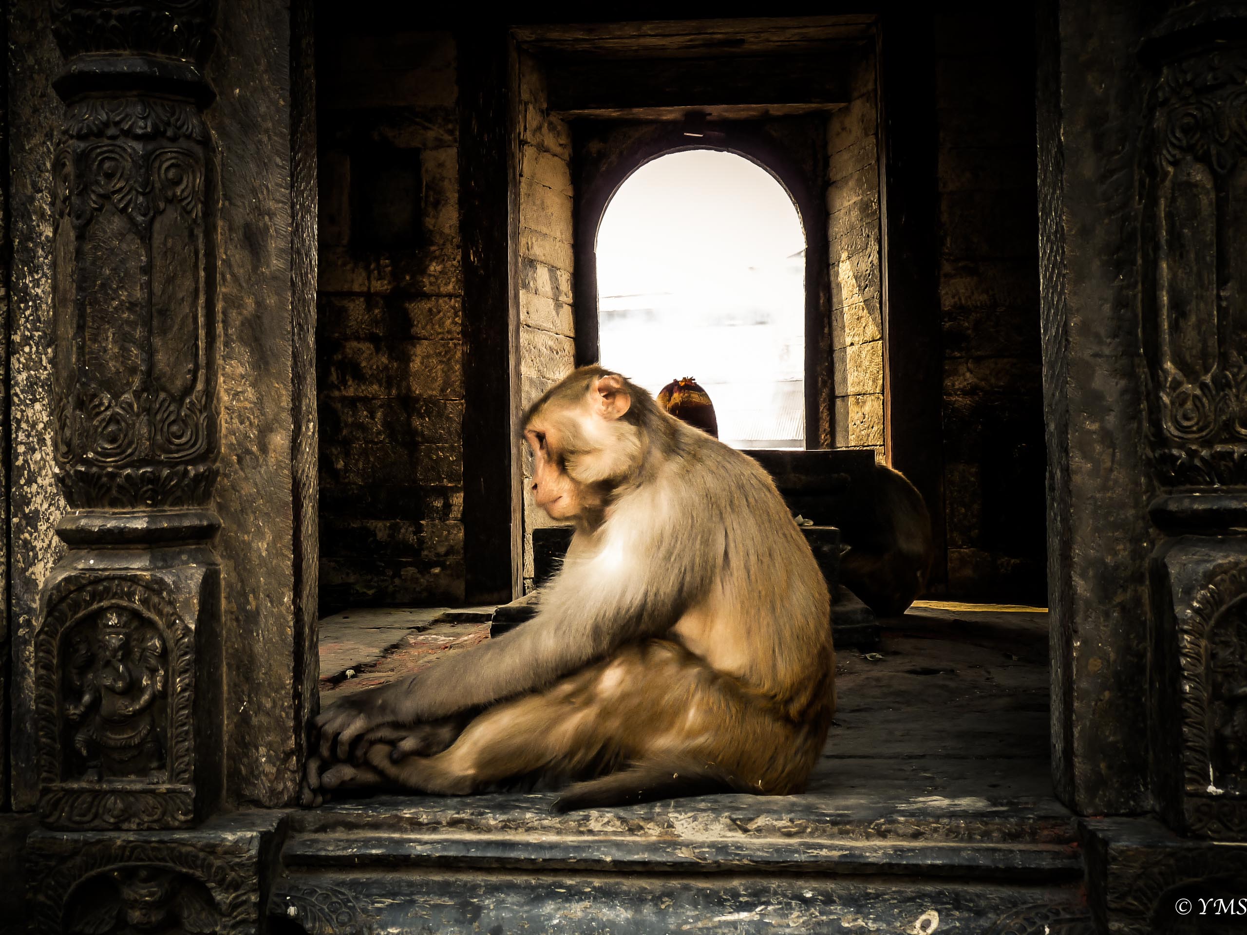 Nepal - Monkey meditating