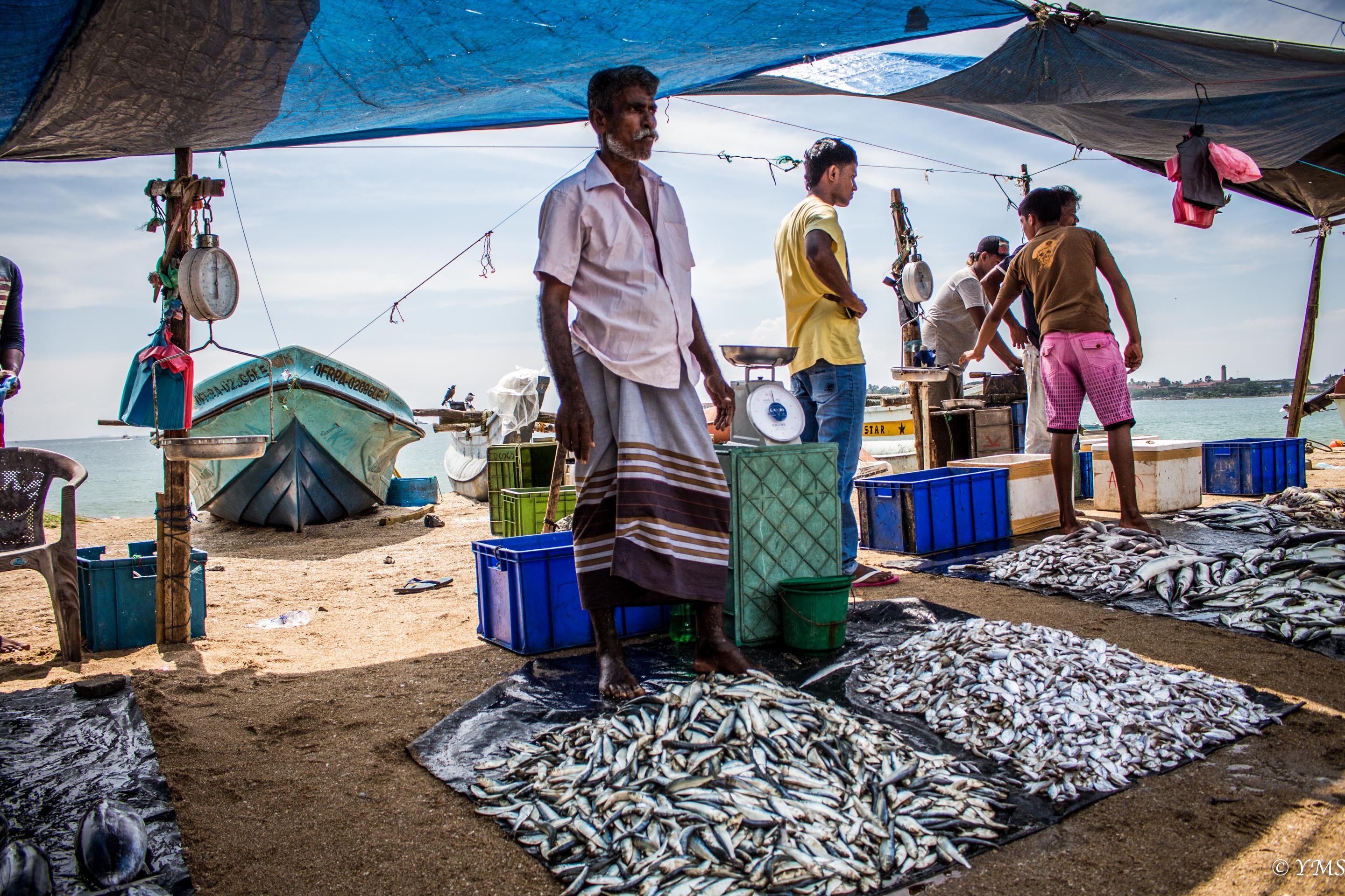 Sri Lanka - Galle - Fish market 2