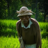 Bali - Man in rice field